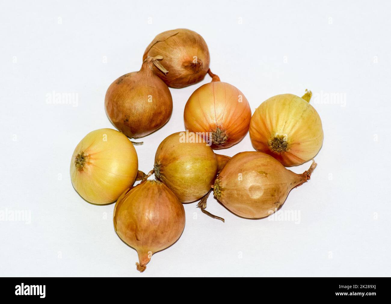 Onion bulbs. White onion with yellow skin. Harvest the onion Stock