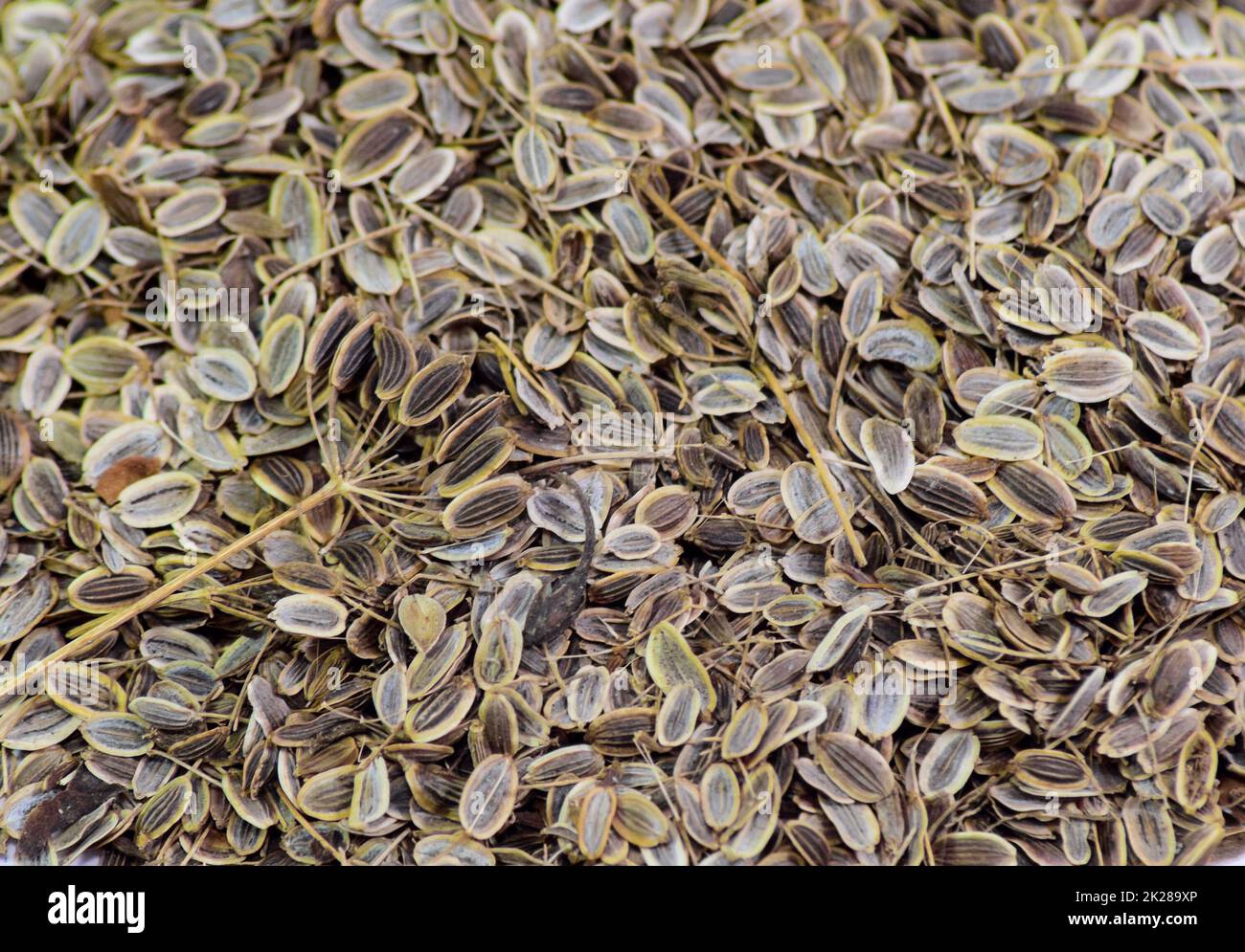 Dill seeds. Storage for seed dill seeds. Aromatic seasoning Stock Photo ...