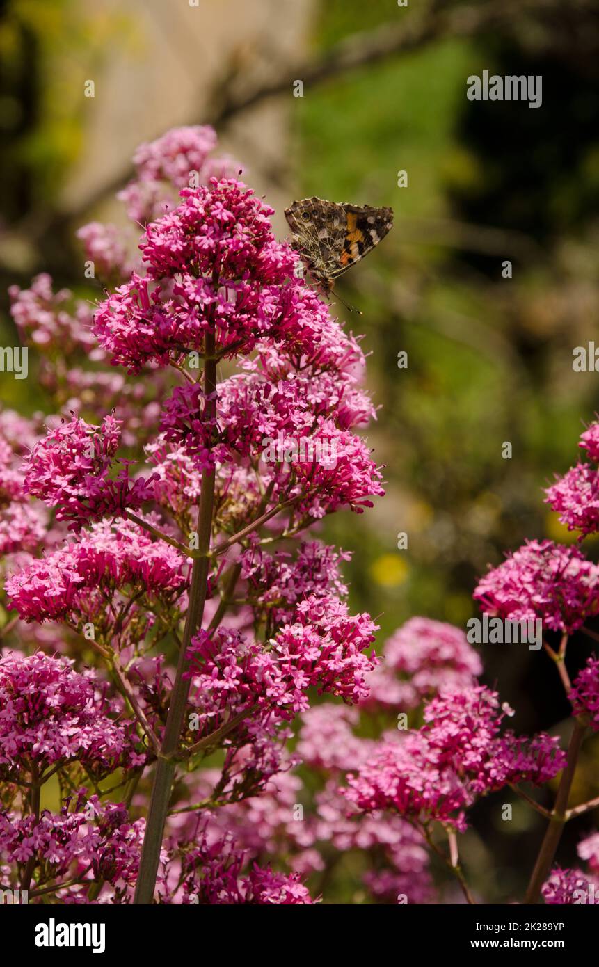 Butterfly painted lady on flowers of red valerian. Stock Photo