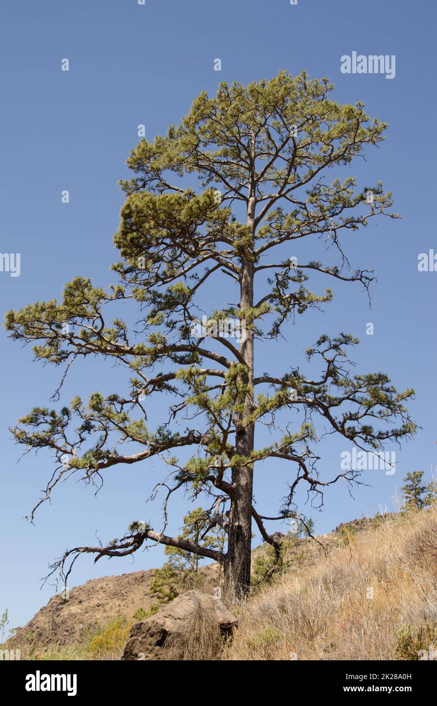 Canary Island pine Pinus canariensis. Stock Photo