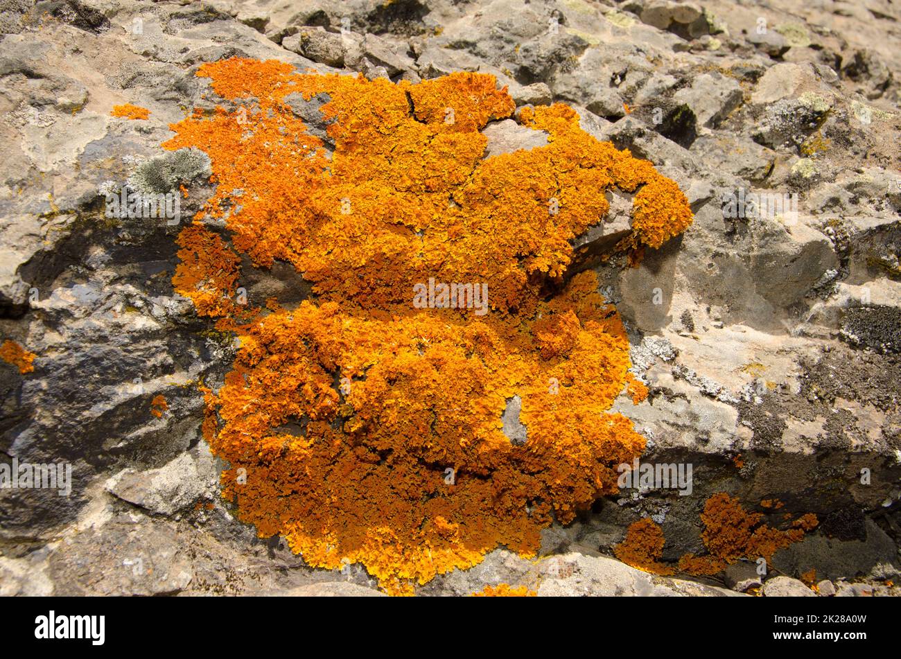 Common orange lichen Xanthoria parietina. Stock Photo