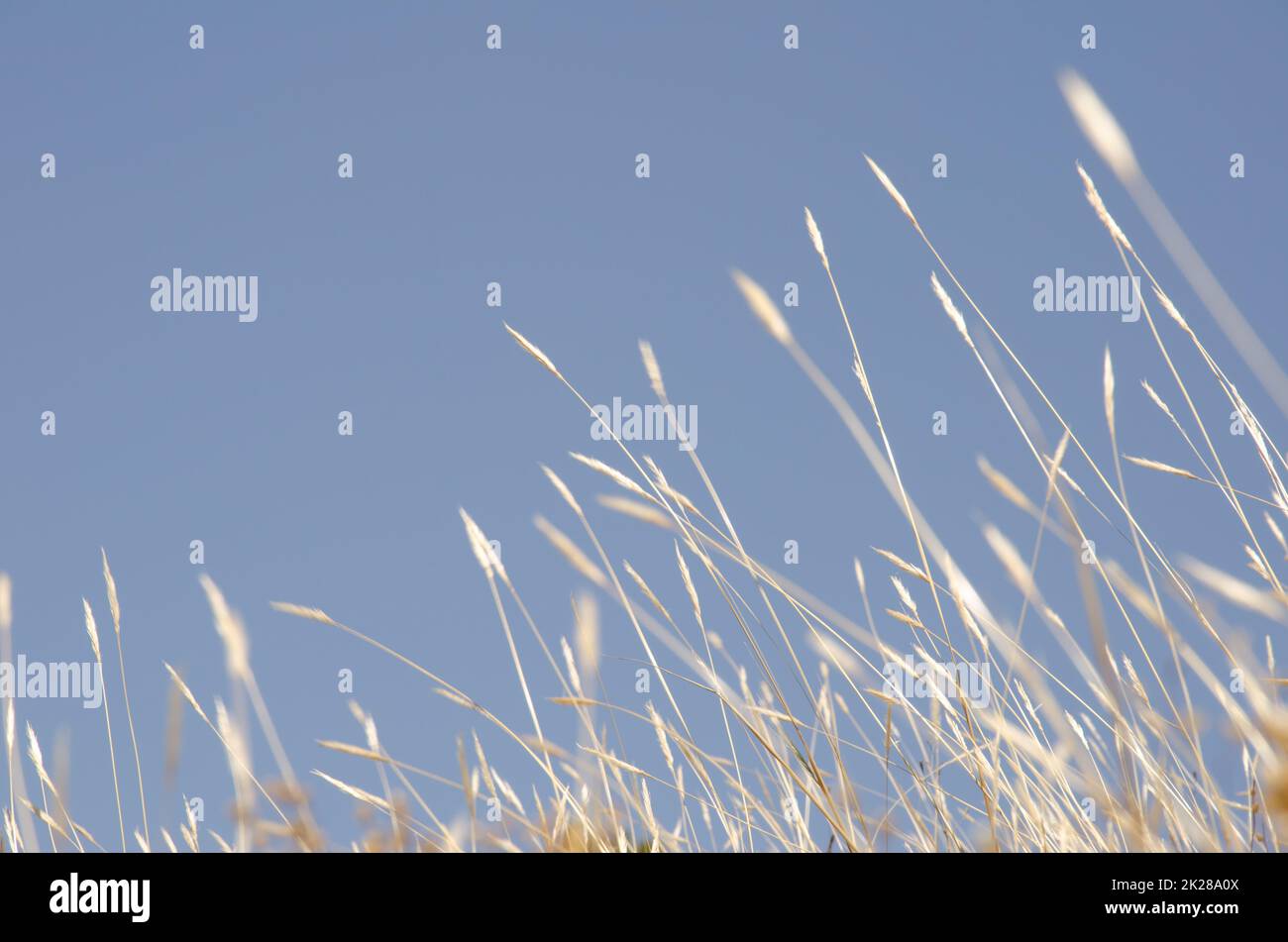 Stems and spikes of Brachypodium. Stock Photo