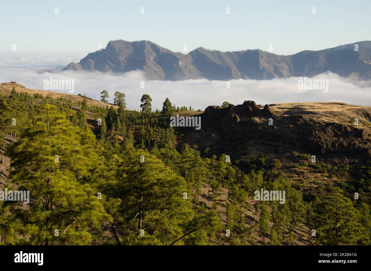 Forest, sea of clouds and massif of Tamadaba. Stock Photo