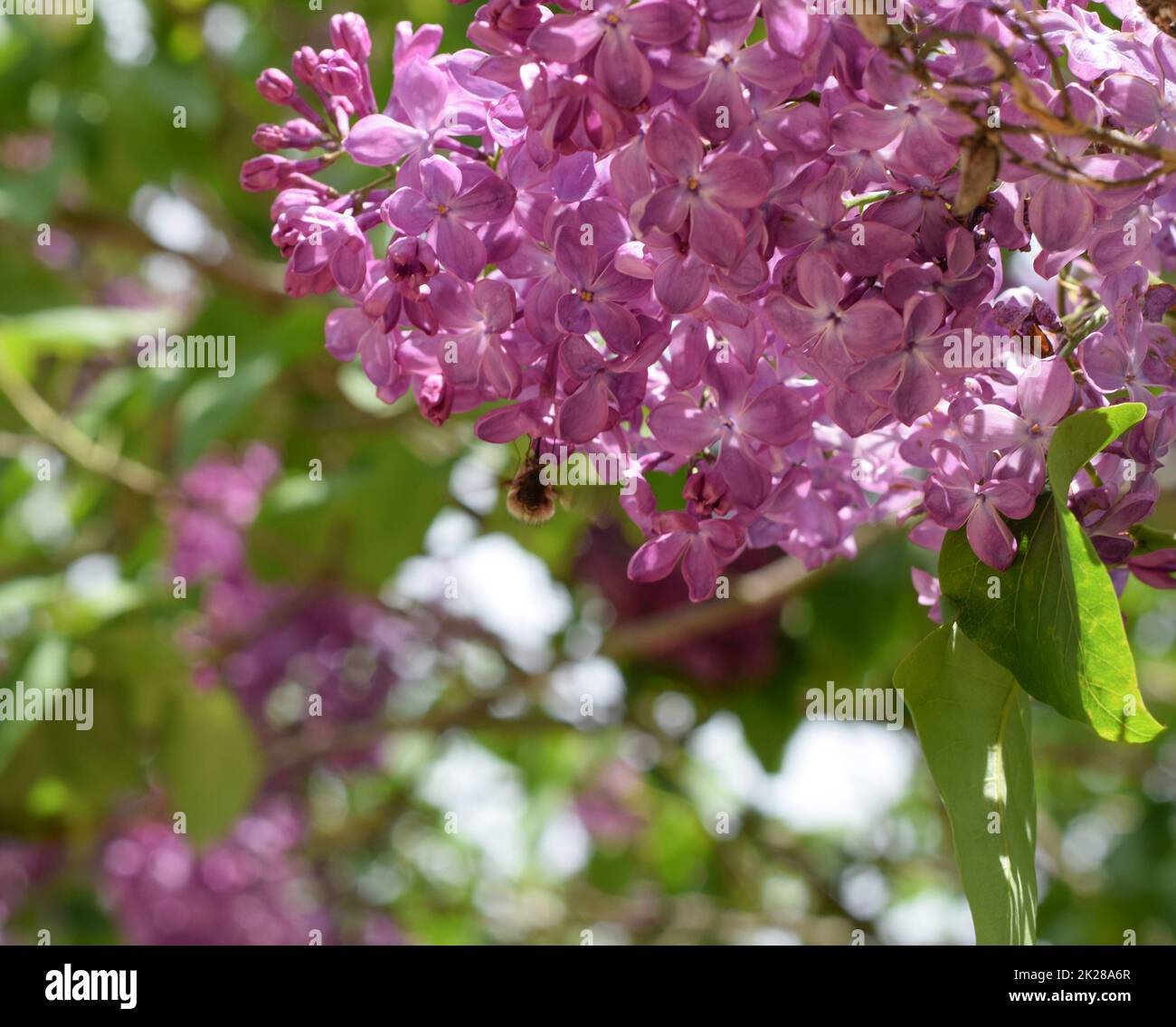 Bombyliidae on lilac. Shaggy fly on lilac colors. insect pollinator Stock Photo