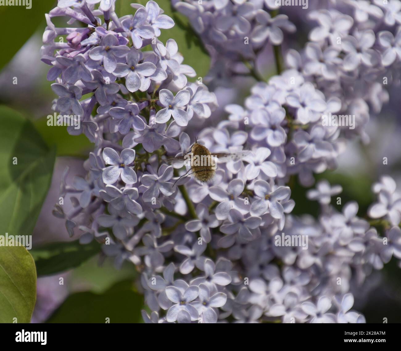 Bombyliidae on lilac. Shaggy fly on lilac colors. insect pollinator Stock Photo