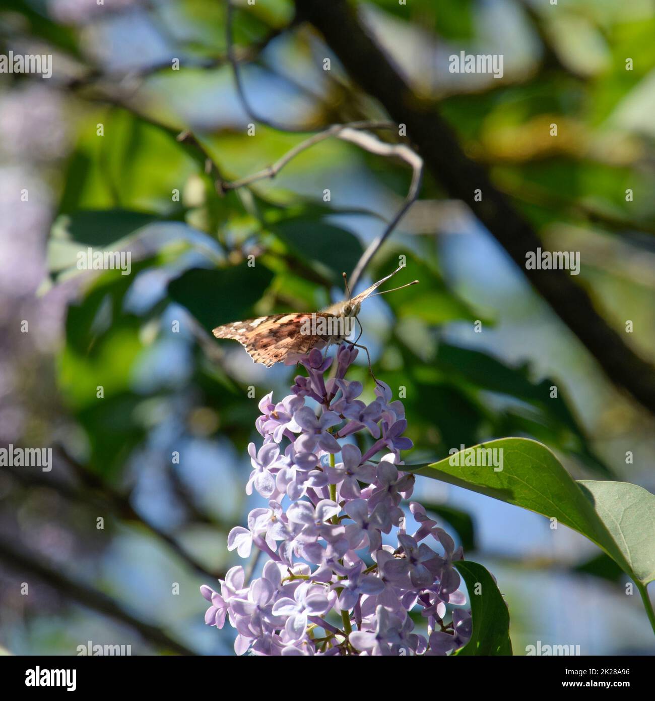 Butterfly rash on lilac colors. Butterfly urticaria Stock Photo Alamy