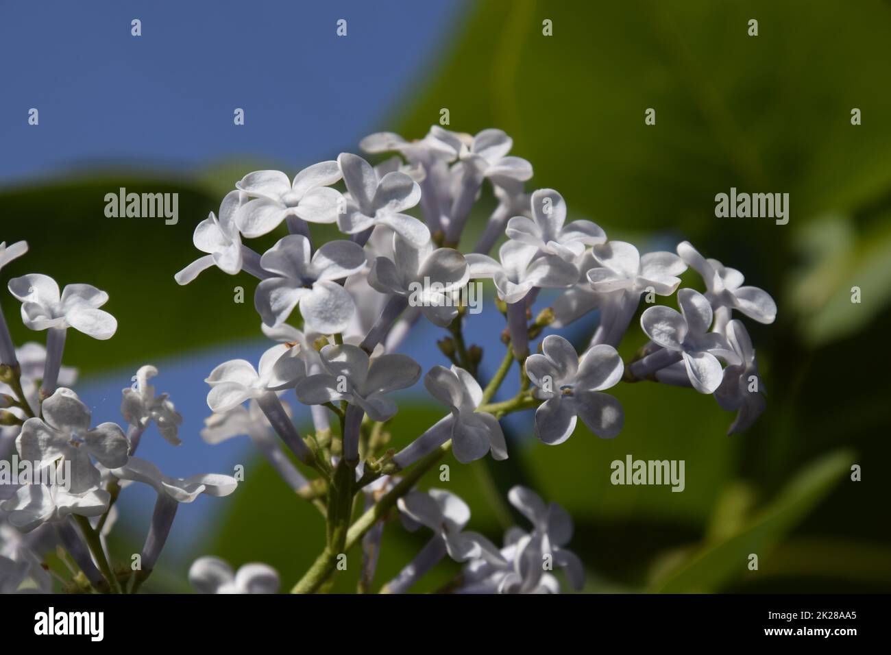 Beautiful purple lilac flowers outdoors Stock Photo - Alamy