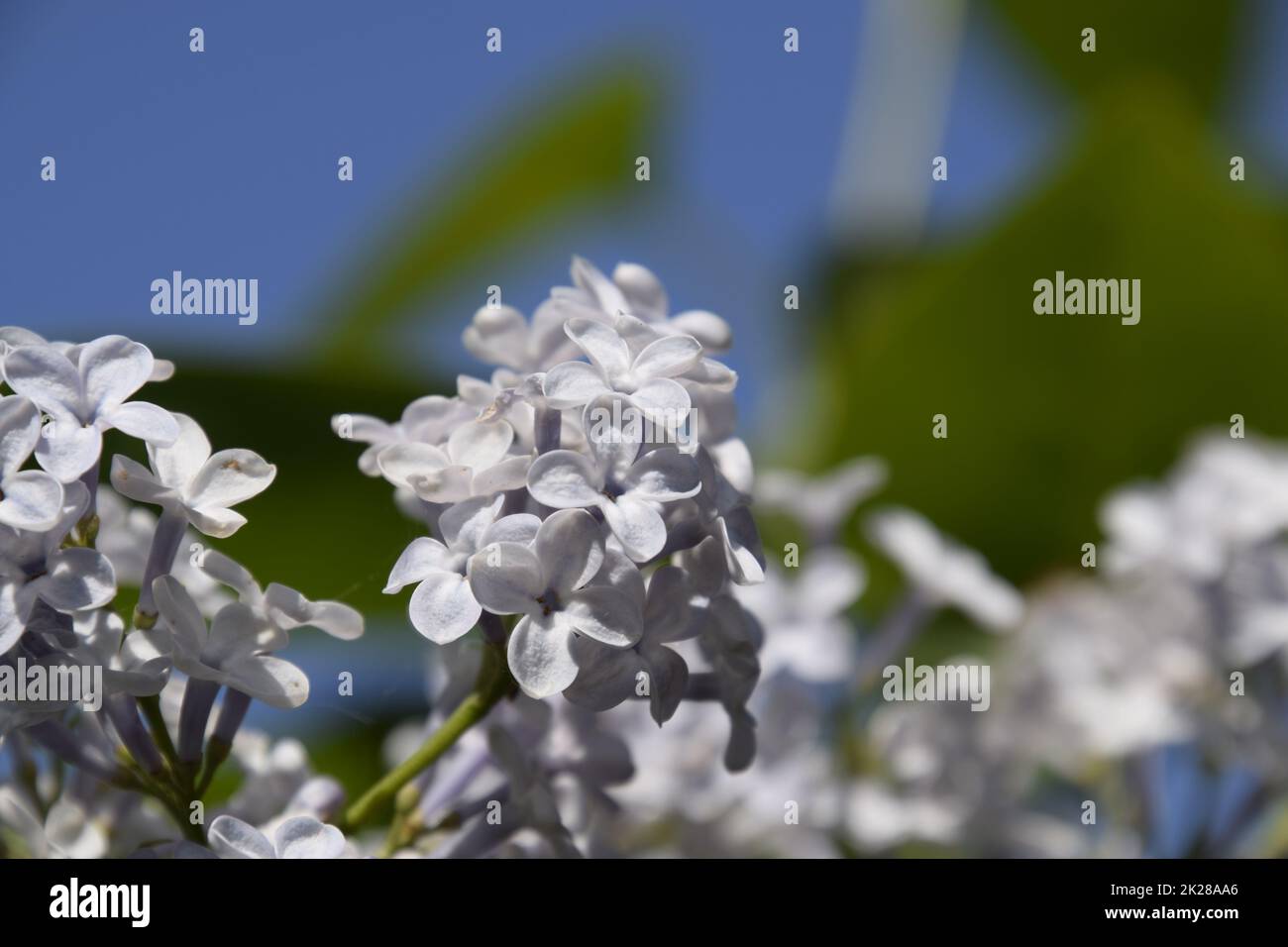 Beautiful purple lilac flowers outdoors Stock Photo - Alamy