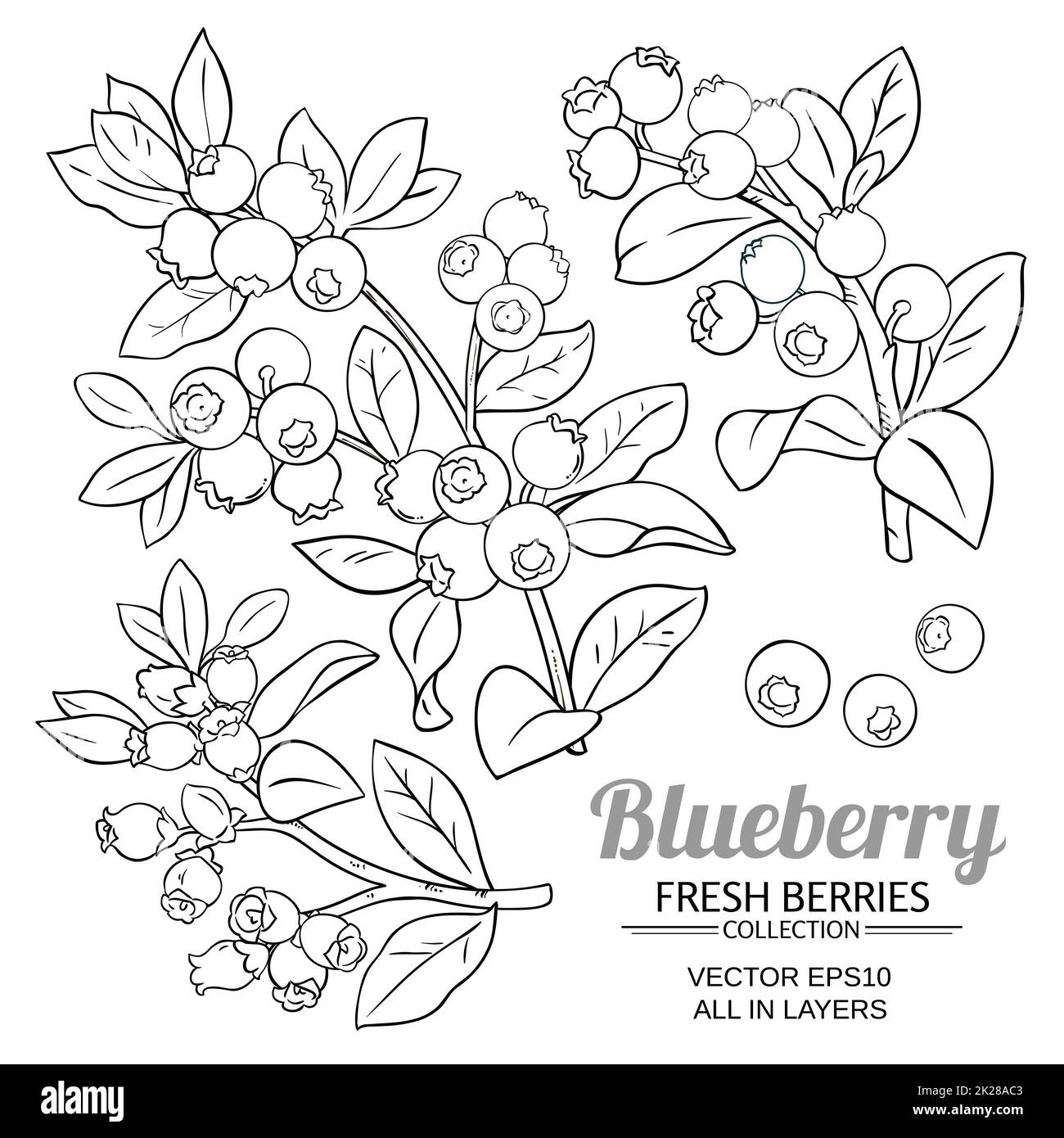 blueberry plant vector set on white background Stock Photo Alamy