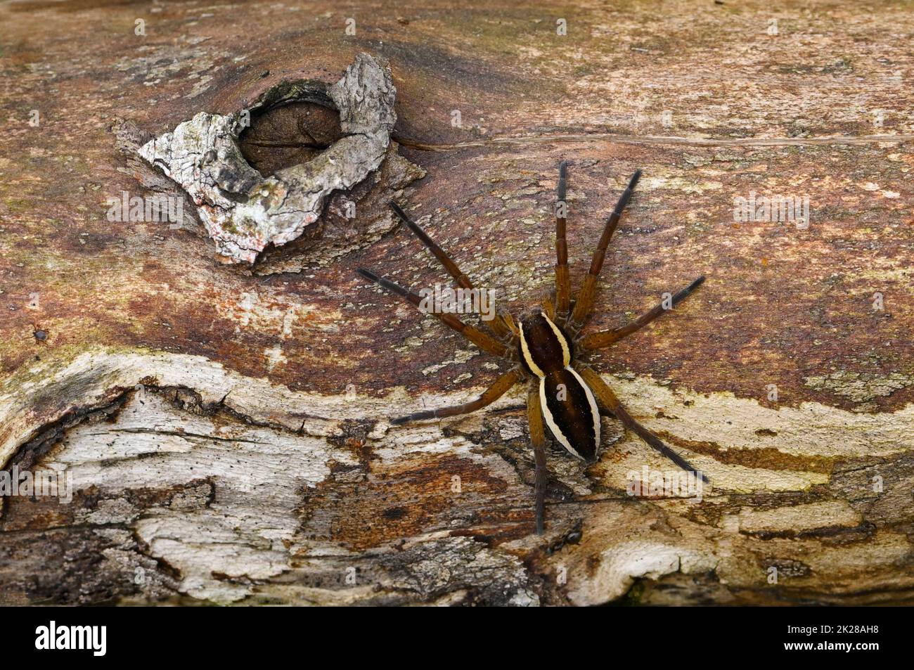 Grey Raft Spiders Raft spider (Dolomedes fimbriatus) on an old trunk Stock Photo - Alamy