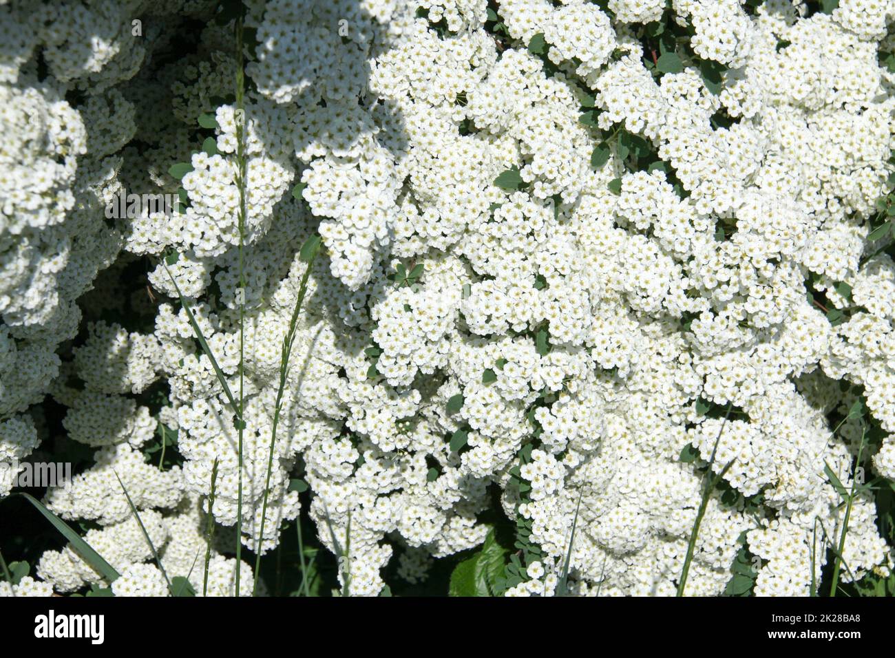 Garden wildflowers hi-res stock photography and images - Alamy