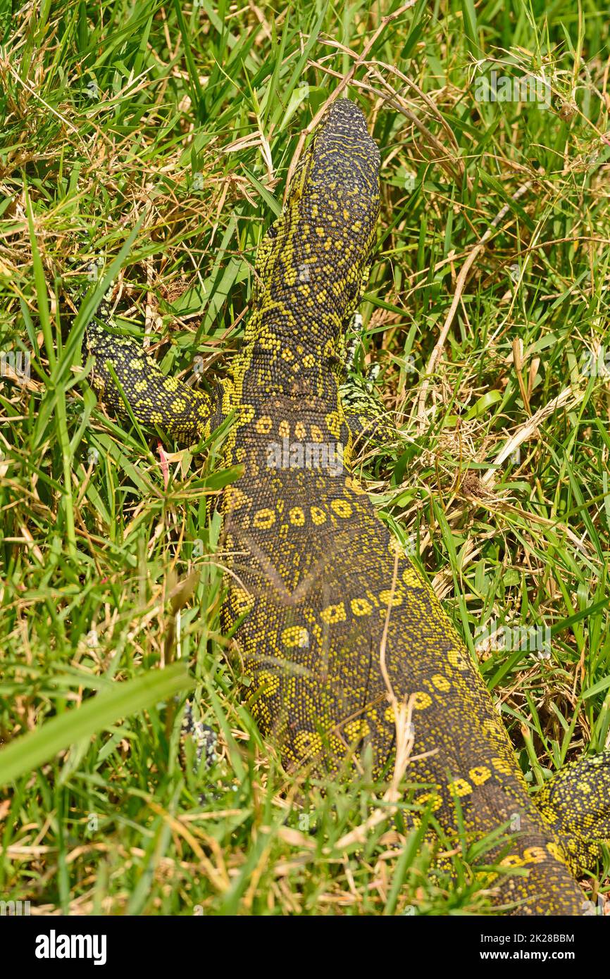 Nile Monitor Lizard Camouflaged in the Grass Stock Photo