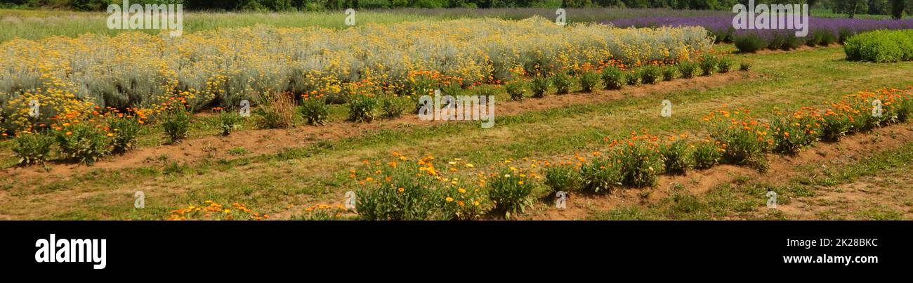 industrial cultivation of helichrysum flowers calendula and lavender for the production of medicines or essential oils Stock Photo