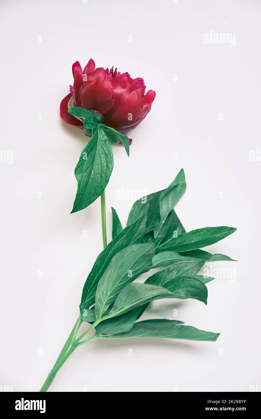 Close-up of one dark red peony flower, on a gray background. Red peony flower with green leaves. High quality photo Stock Photo