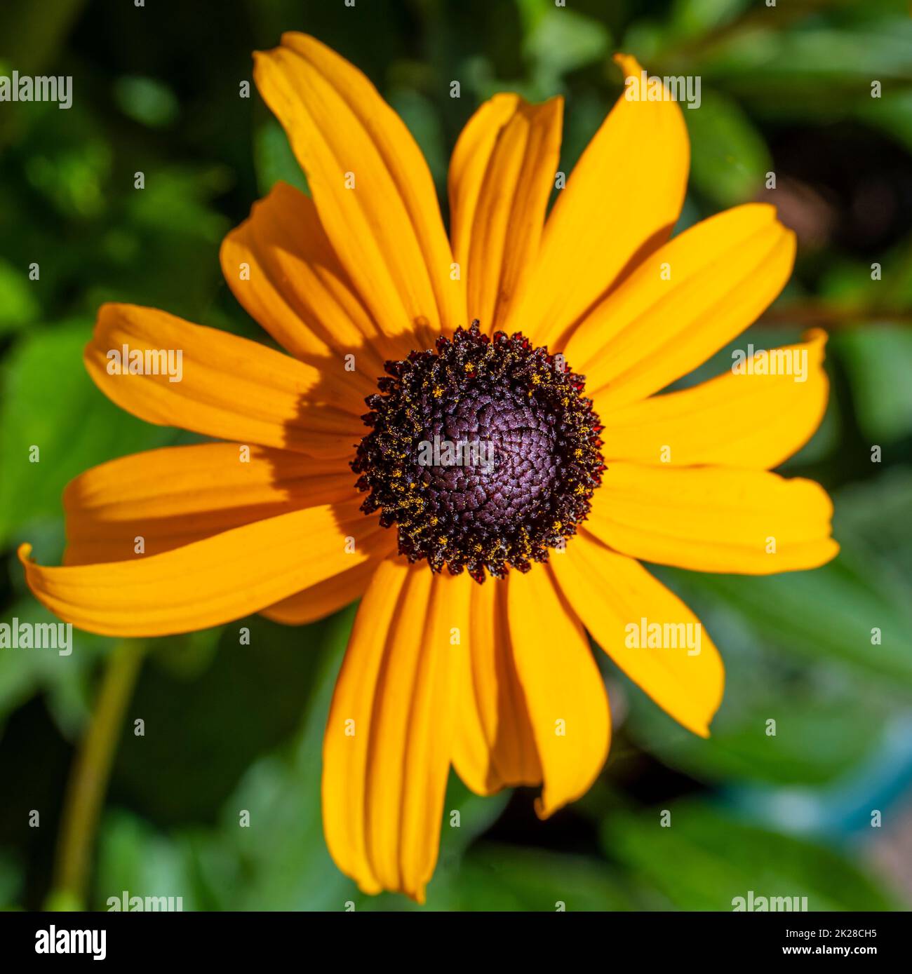 Close-up of a beautiful Rudbeckia flower. Stock Photo