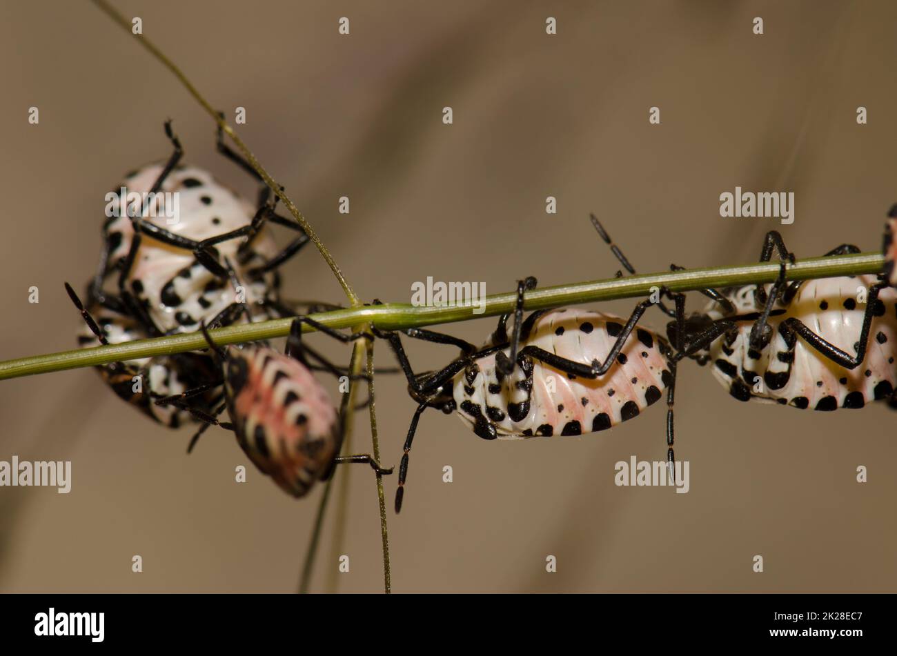 Nymphs of shield bug Euryderma ornata. Stock Photo