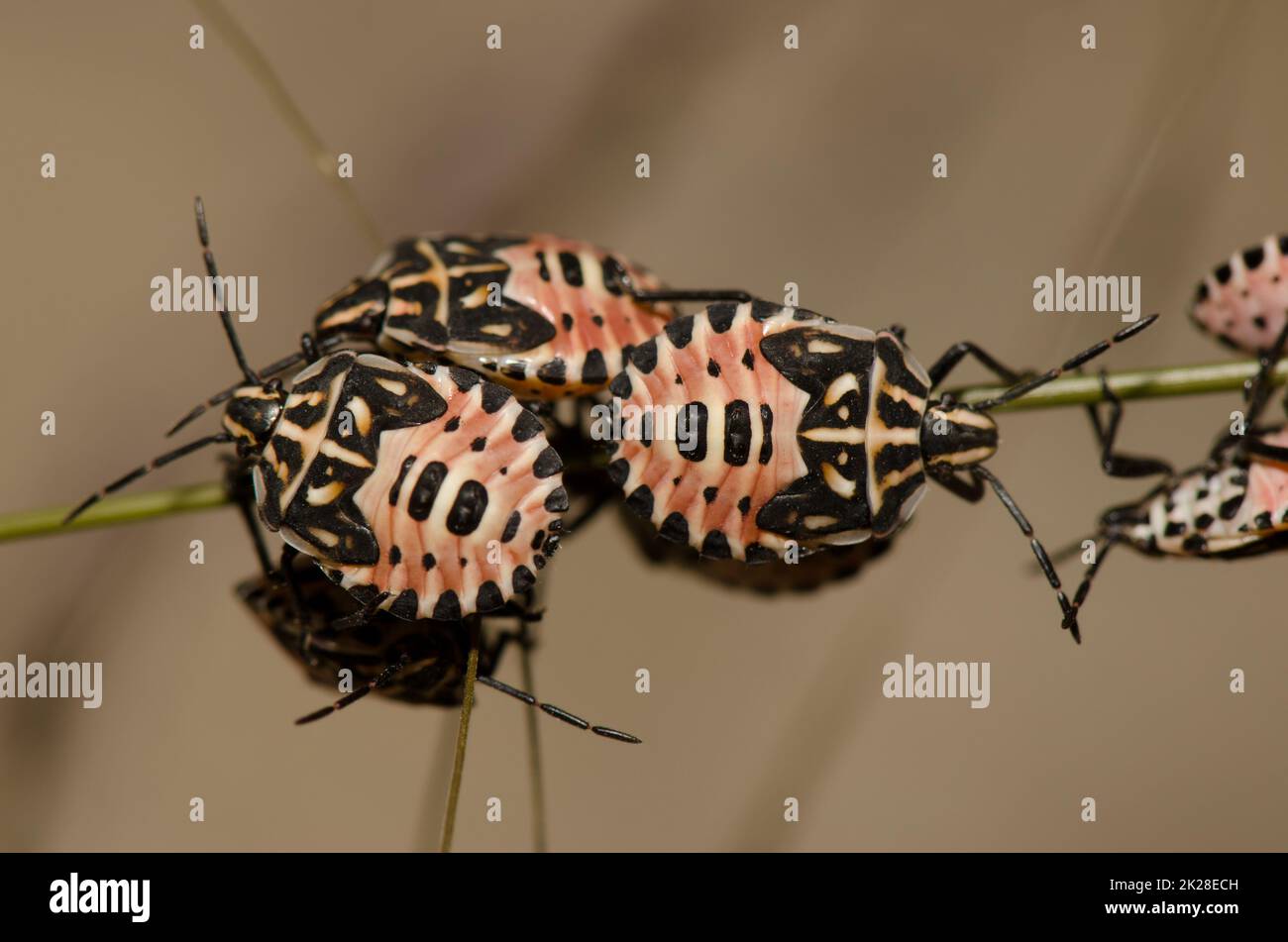 Nymphs of shield bug Euryderma ornata. Stock Photo