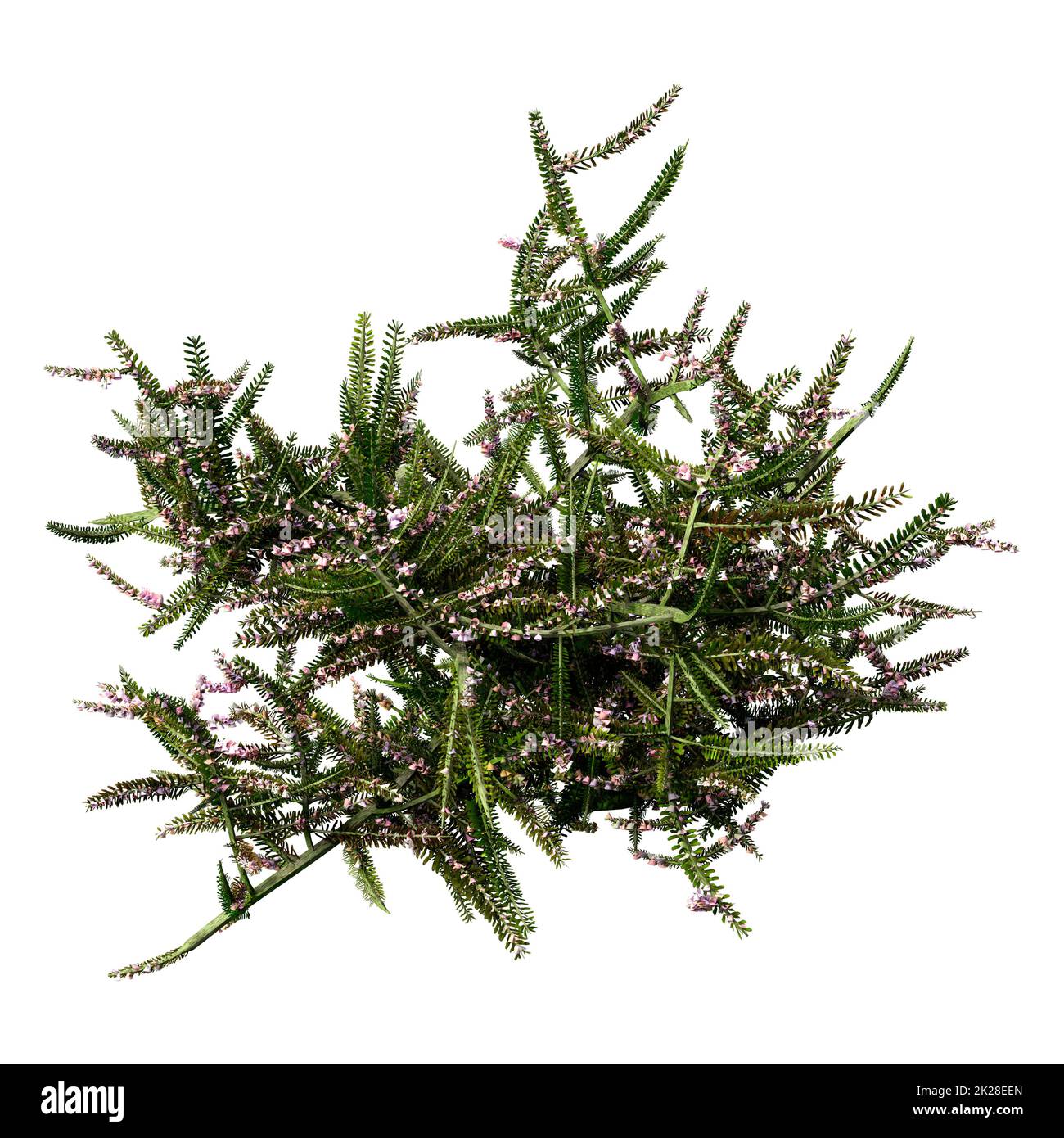 Heather ericaceae Cut Out Stock Images & Pictures - Alamy