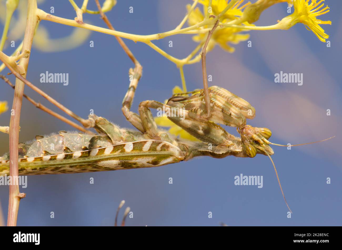 Egyptian flower mantis Blepharopsis mendica. Stock Photo