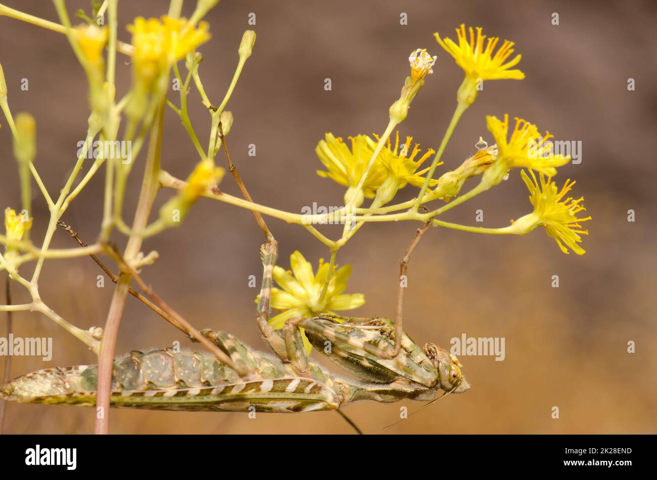 Egyptian flower mantis Blepharopsis mendica. Stock Photo