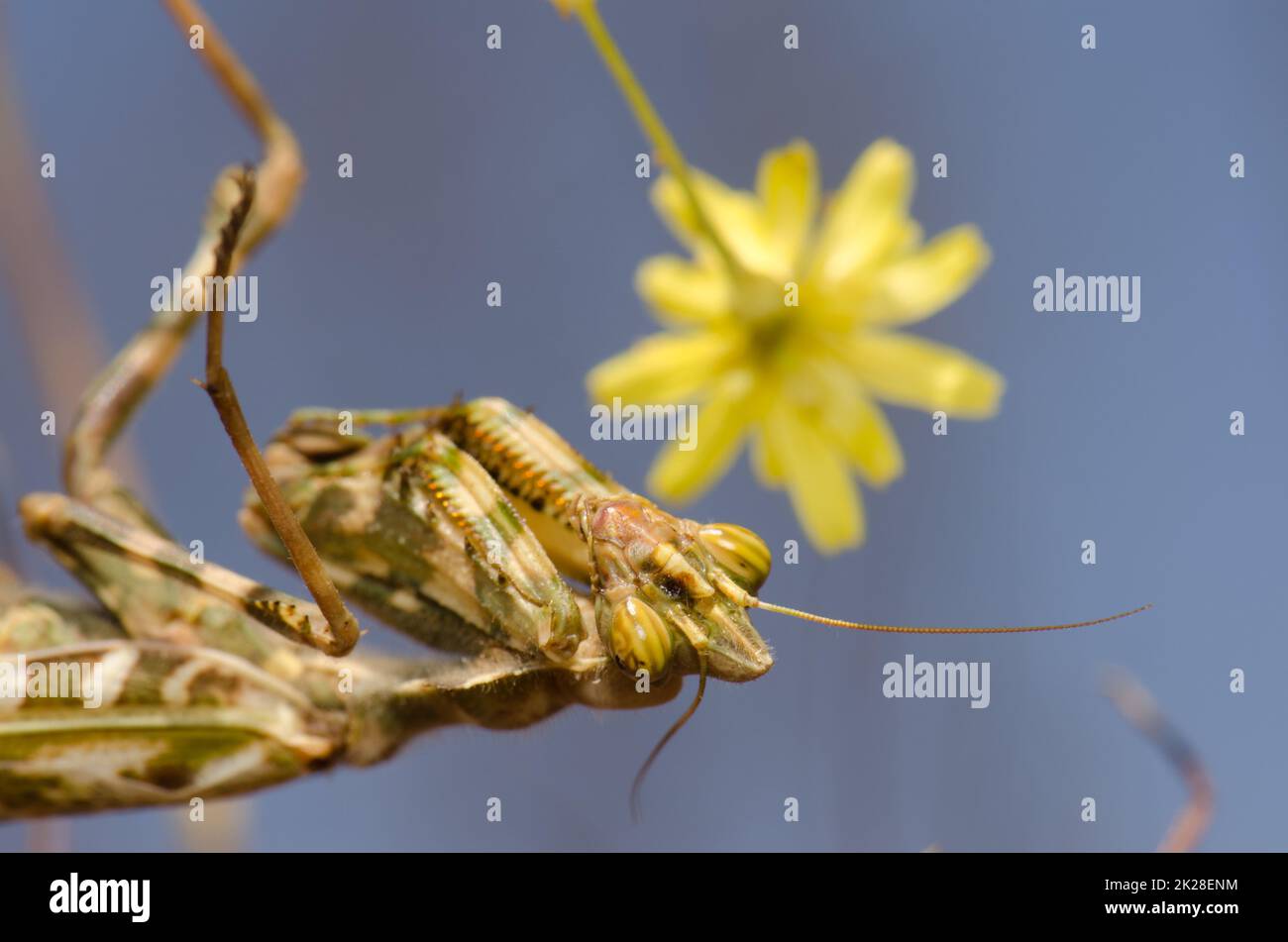 Egyptian flower mantis and flower in the background. Stock Photo