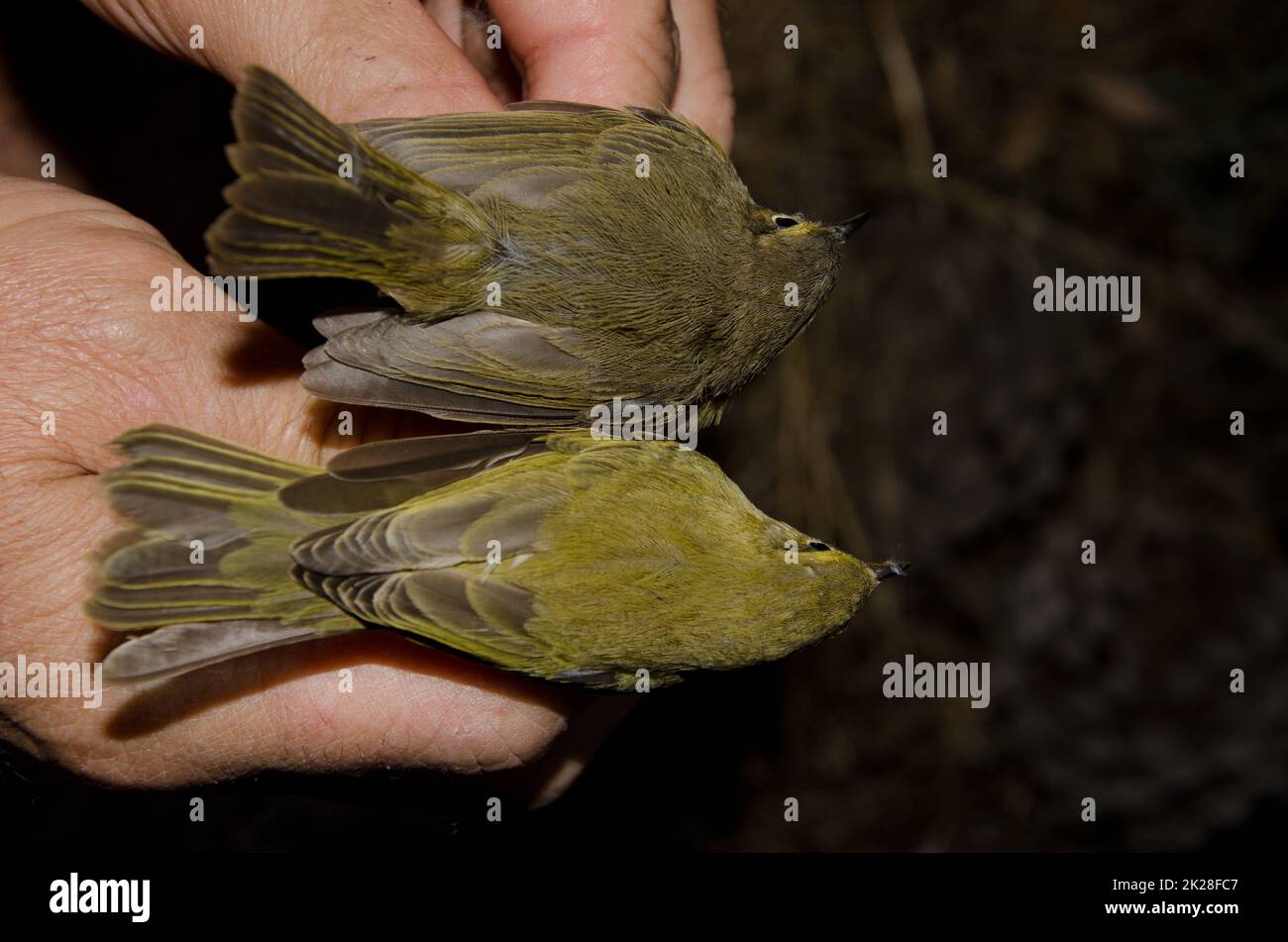 Willow warbler and Canary Islands chiffchaff. Stock Photo