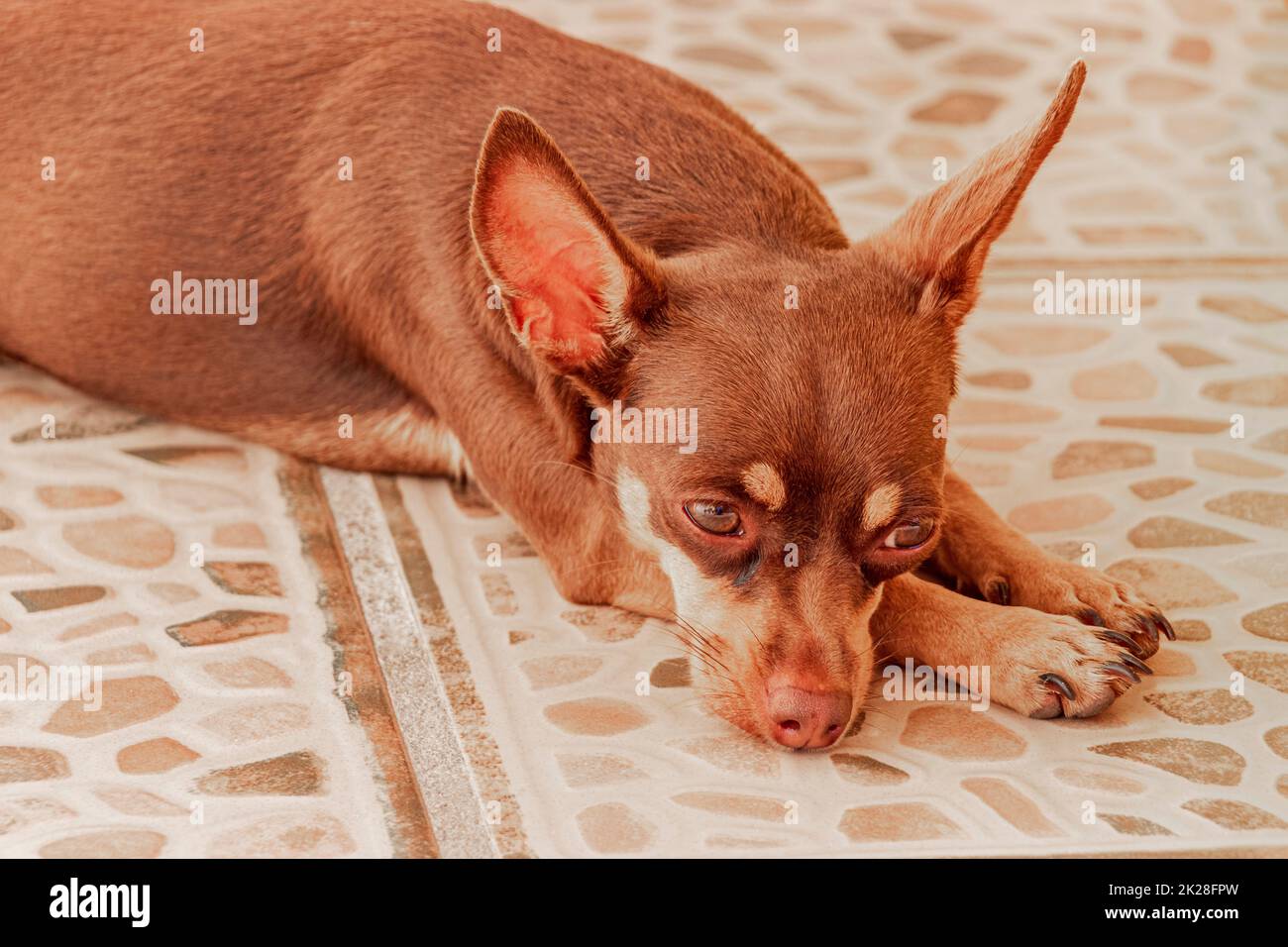Russian toy terrier dog portrait while tired and sleeps Mexico. Stock Photo