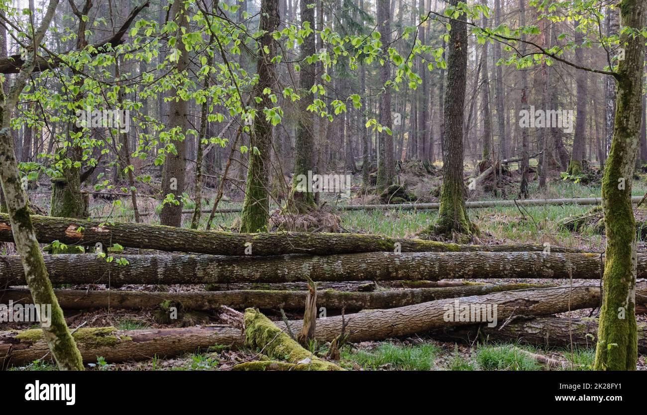 Old ash trees broken lying in springtime morning Stock Photo - Alamy