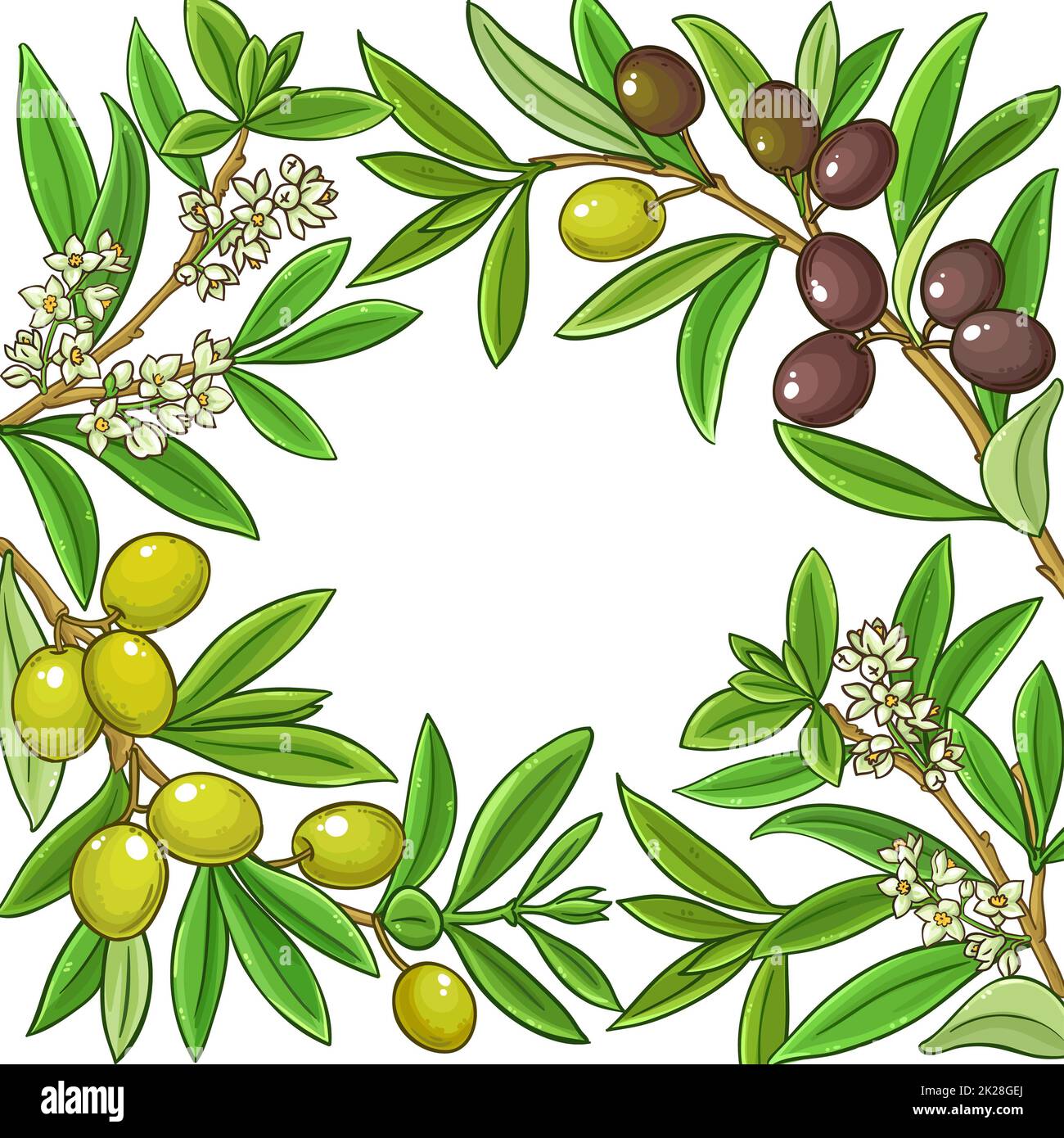 olive branches vector frame on white background Stock Photo