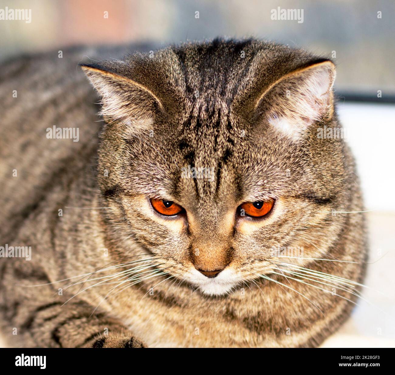 Scottish cat tabby face close-up, eye view Stock Photo