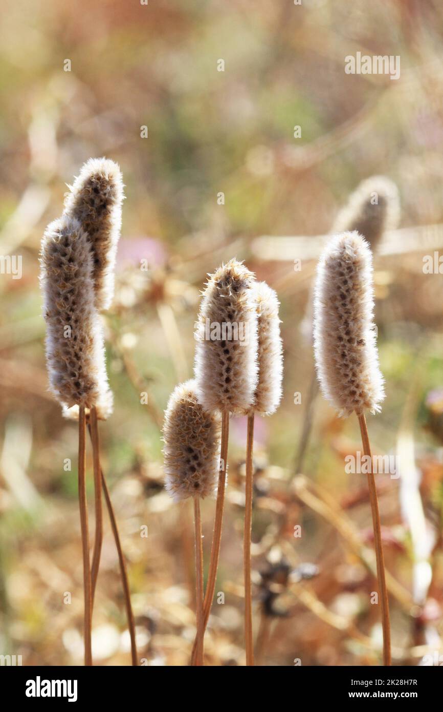 foxtail grass Stock Photo