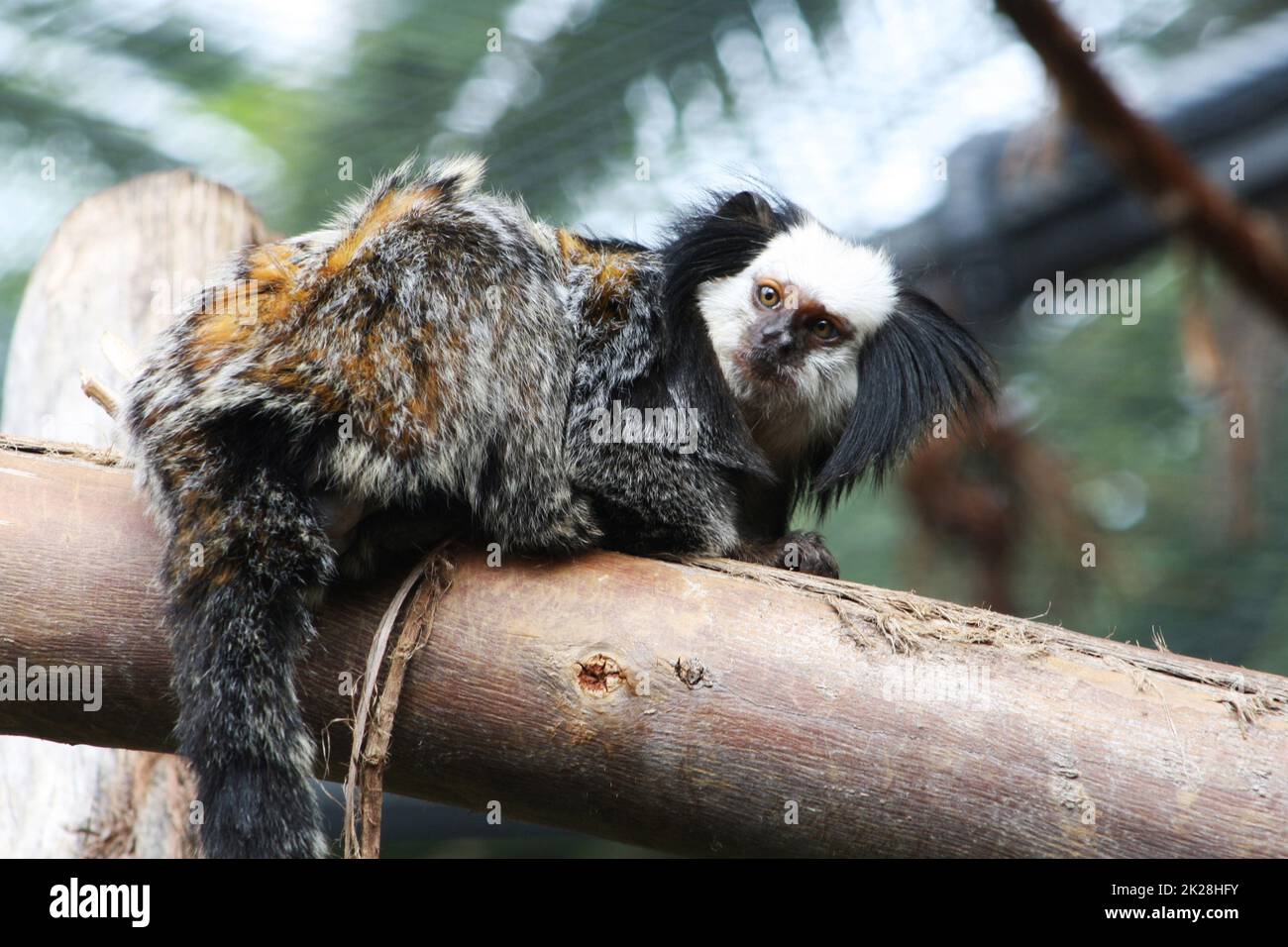 white-headed marmoset Stock Photo