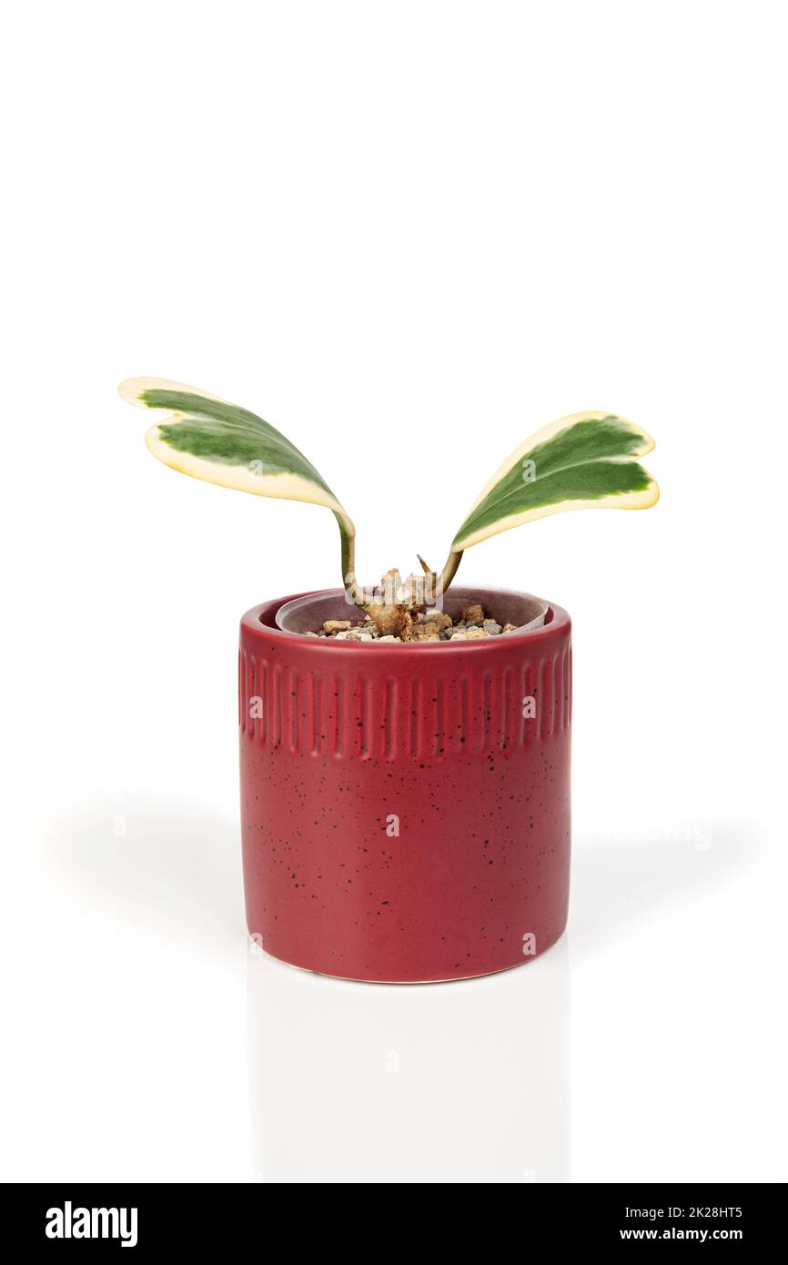 Hoya Kerri variegated. Heart shape plant isolated on white background Stock Photo