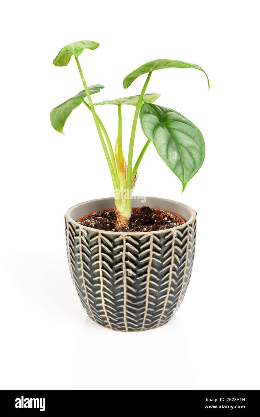 Exotic Alocasia Silver Dragon houseplant in dark textured pot. Stock Photo
