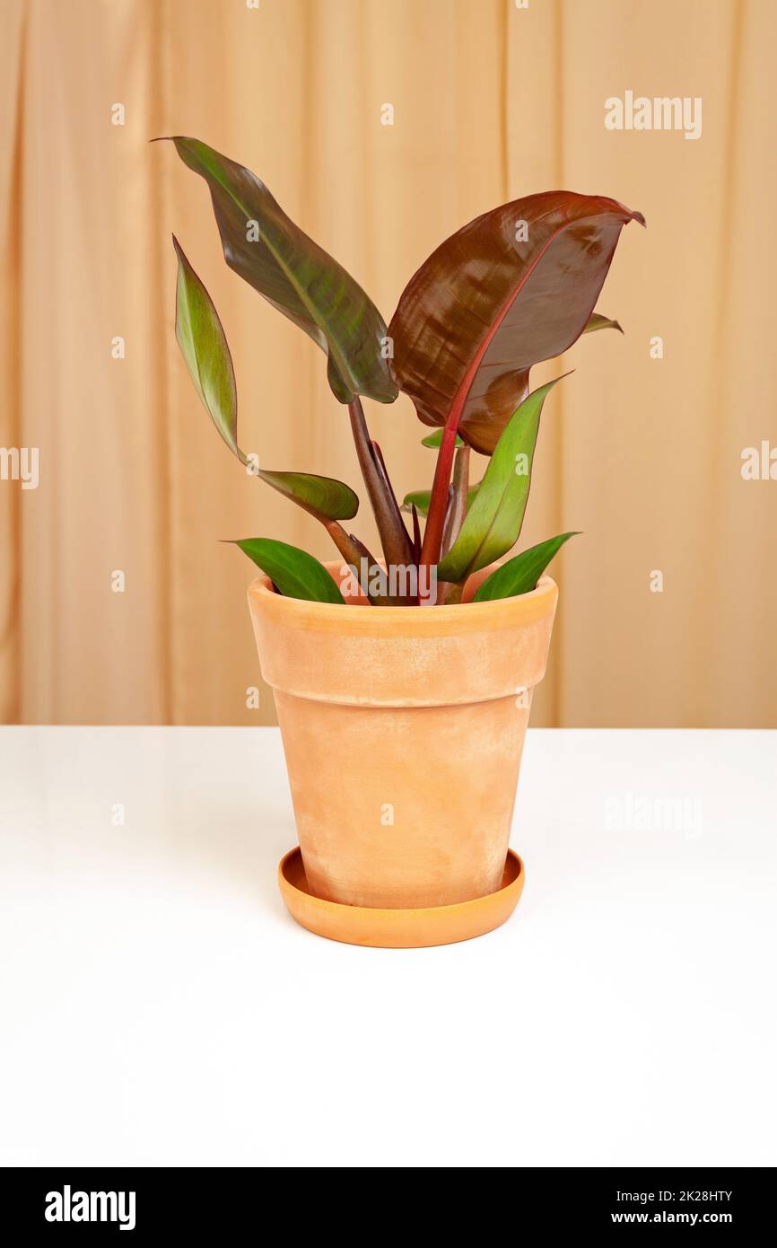 Philodendron Red Sunset with colorful leaves, growth in the pot. Stock Photo