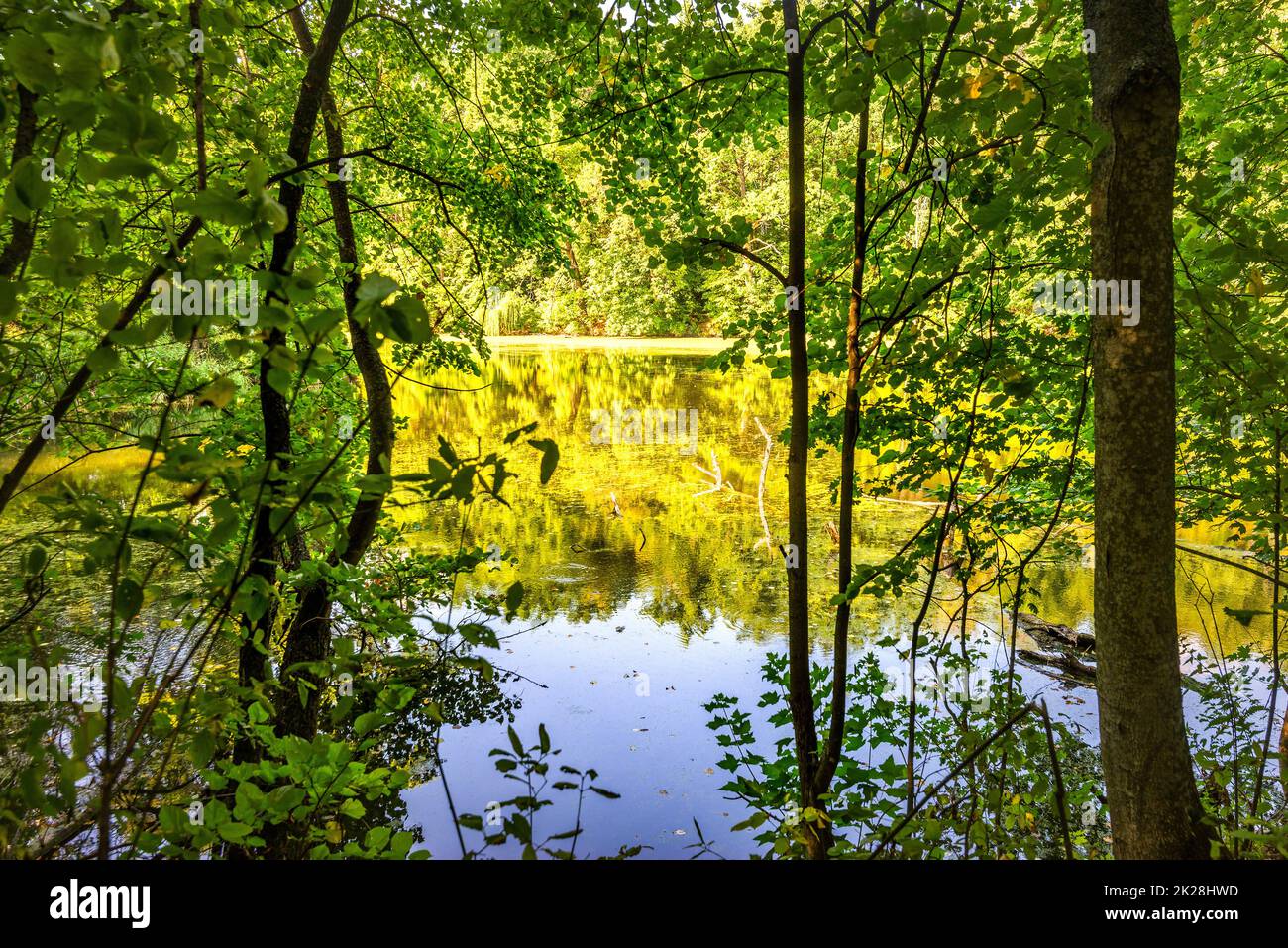 Pond in forest Stock Photo