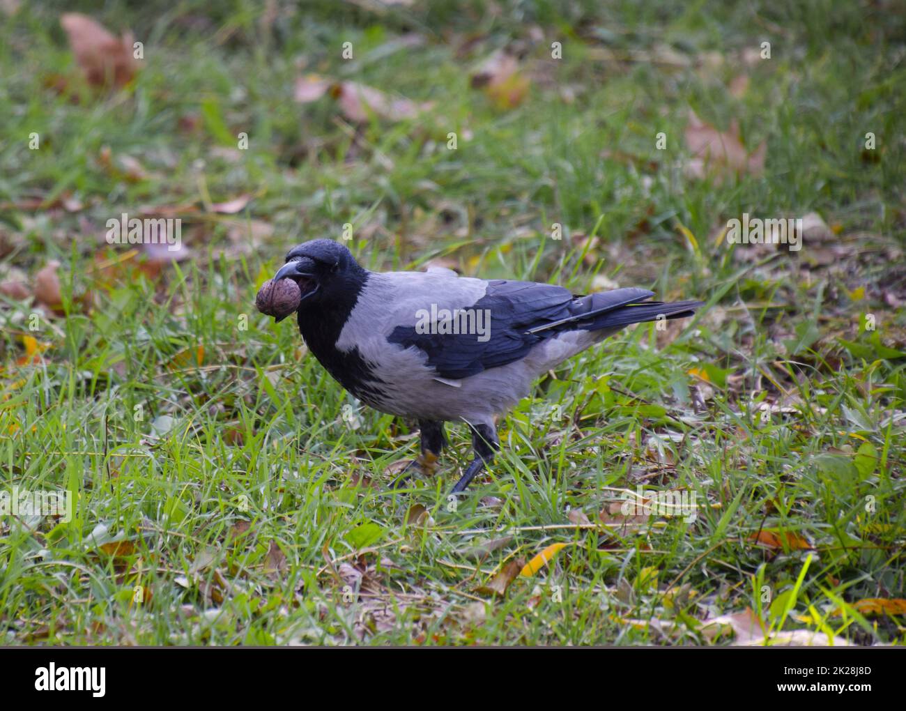 Crow holding an eagle in his beak. Hooded crow on the grass. A bird of the family Corvidae Stock Photo