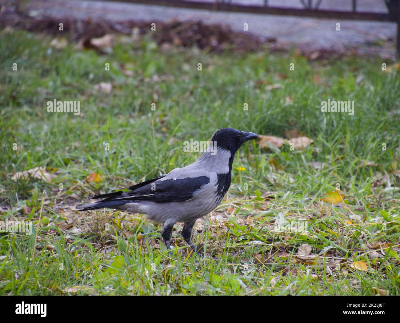 Hooded crow on the grass. A bird of the family Corvidae Stock Photo