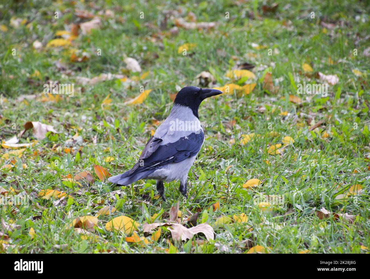 Hooded crow on the grass. A bird of the family Corvidae Stock Photo