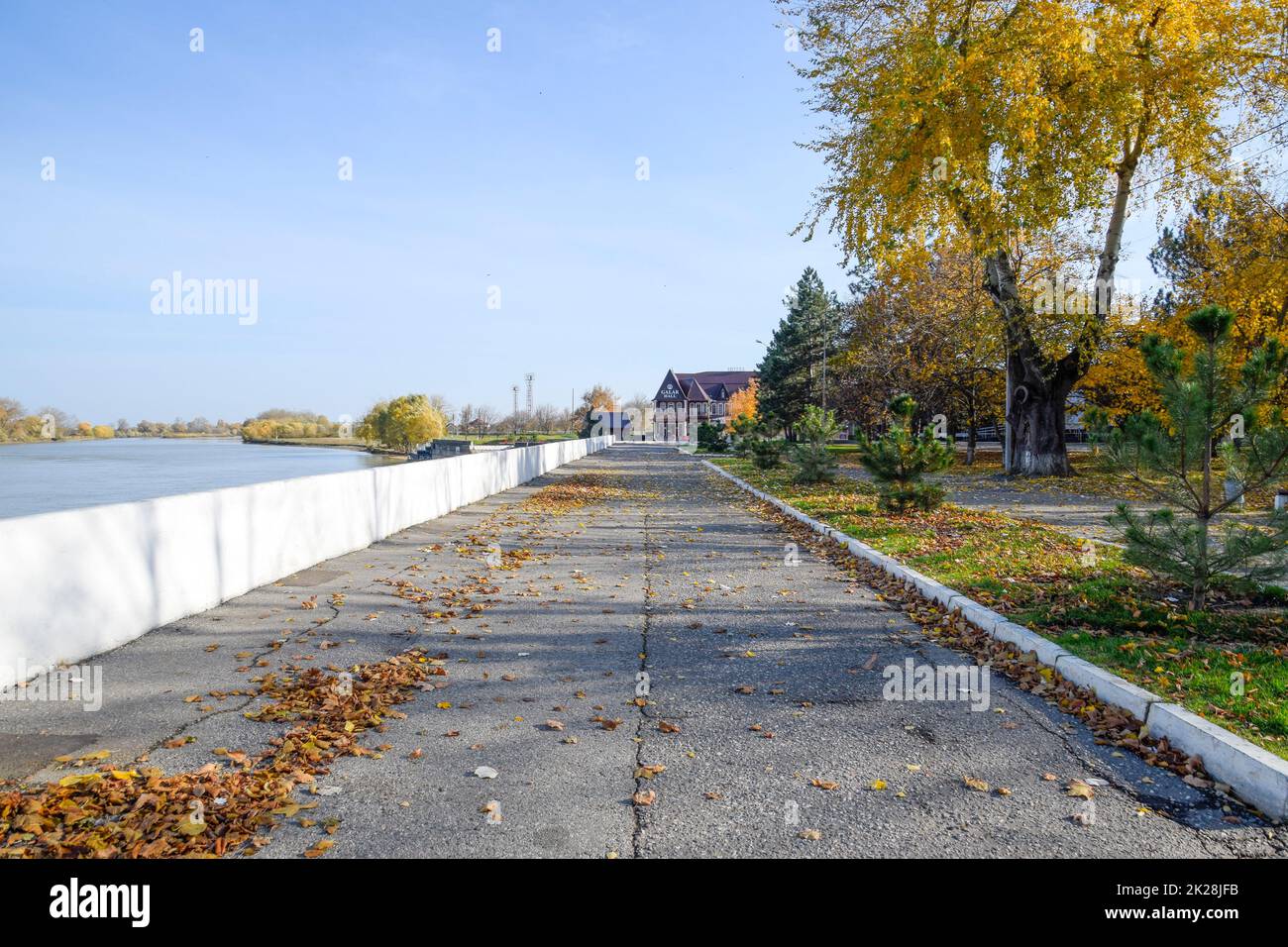 The path strewn with autumn yellow leaves of trees. Autumn alley Stock ...