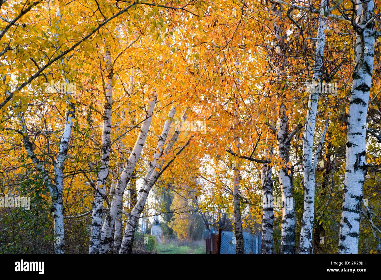 The path strewn with autumn yellow leaves of trees. Autumn alley Stock ...