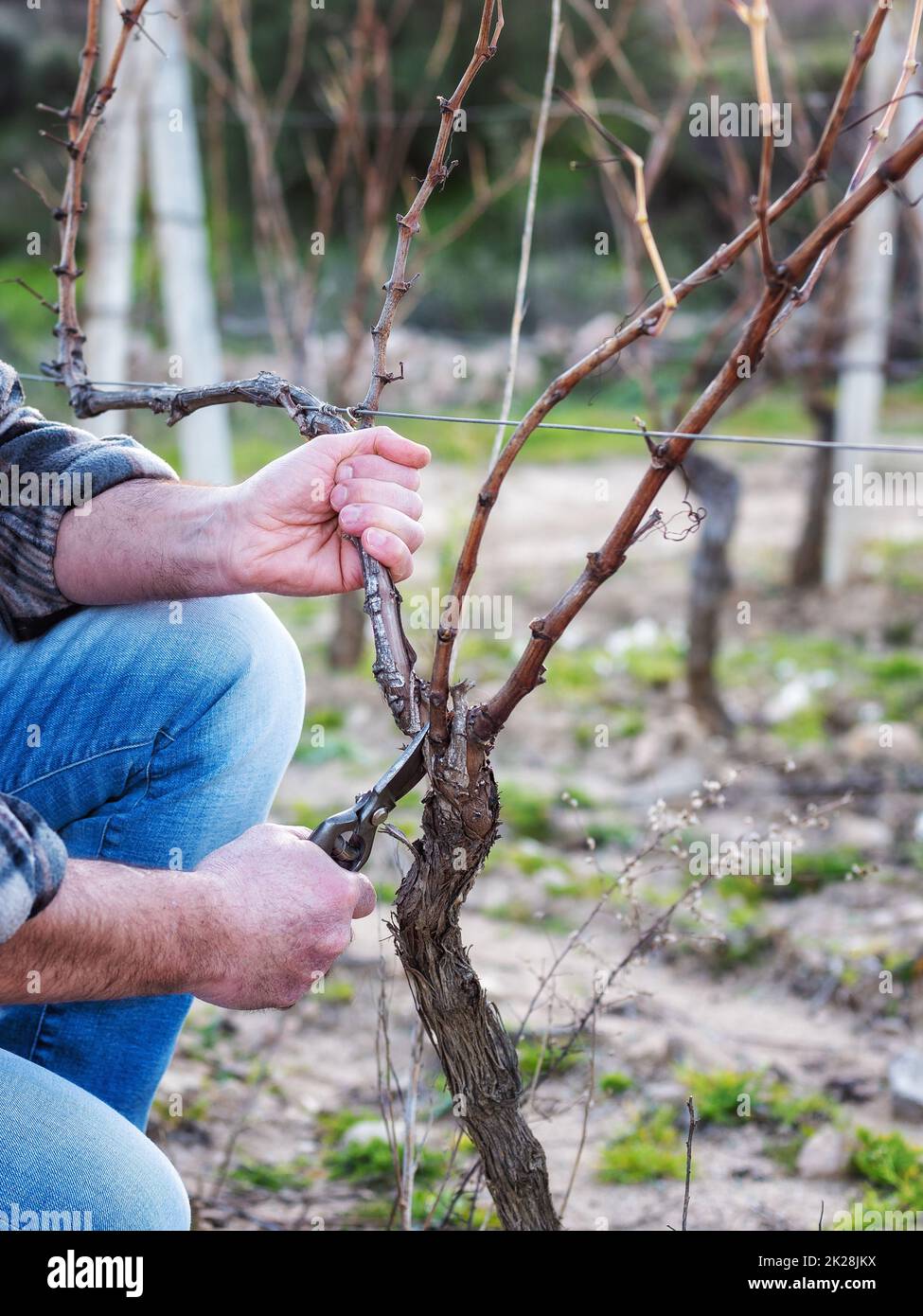 Farmer pruning the vine in winter. Agriculture Stock Photo Alamy