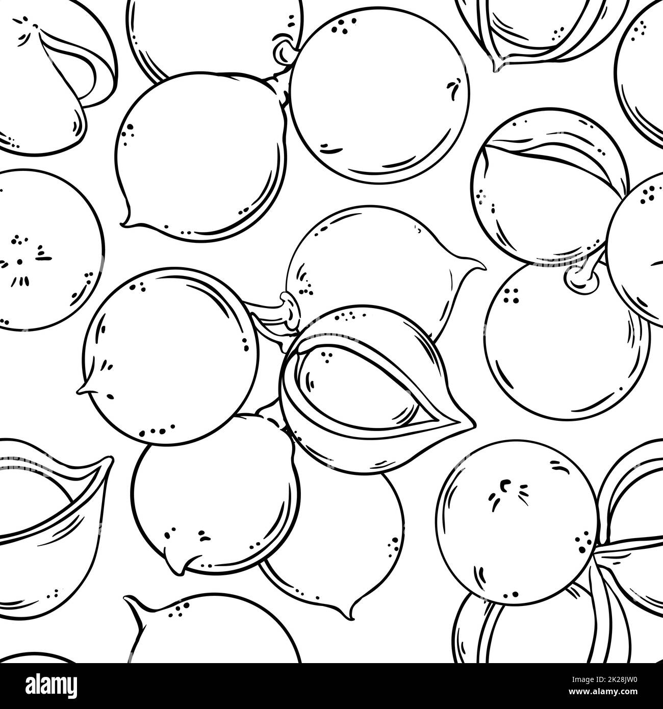 macadamia nuts vector pattern on white background Stock Photo - Alamy