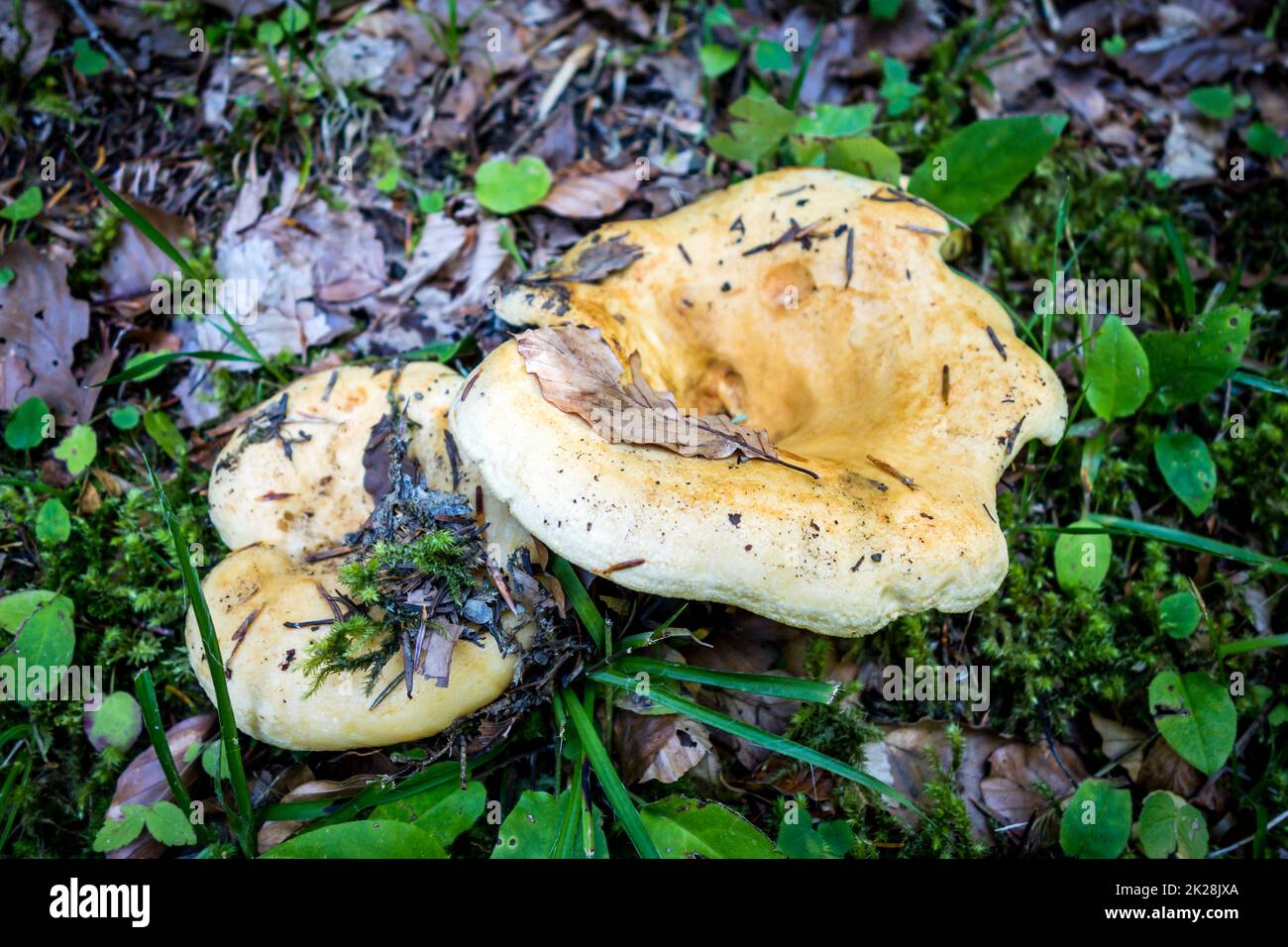 Mushroom closeup view in a forest Stock Photo