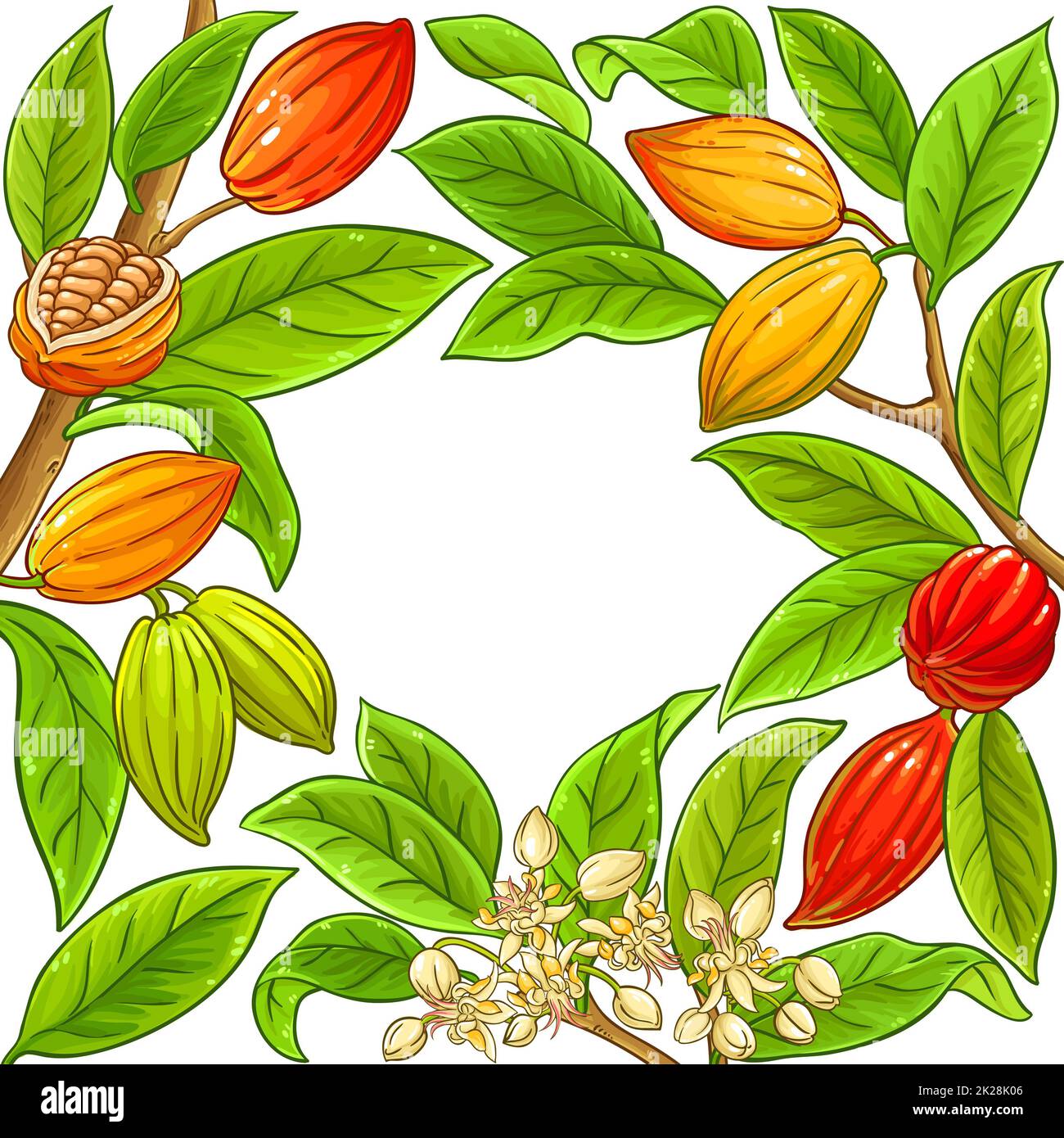 cocoa branches vector frame on white background Stock Photo Alamy
