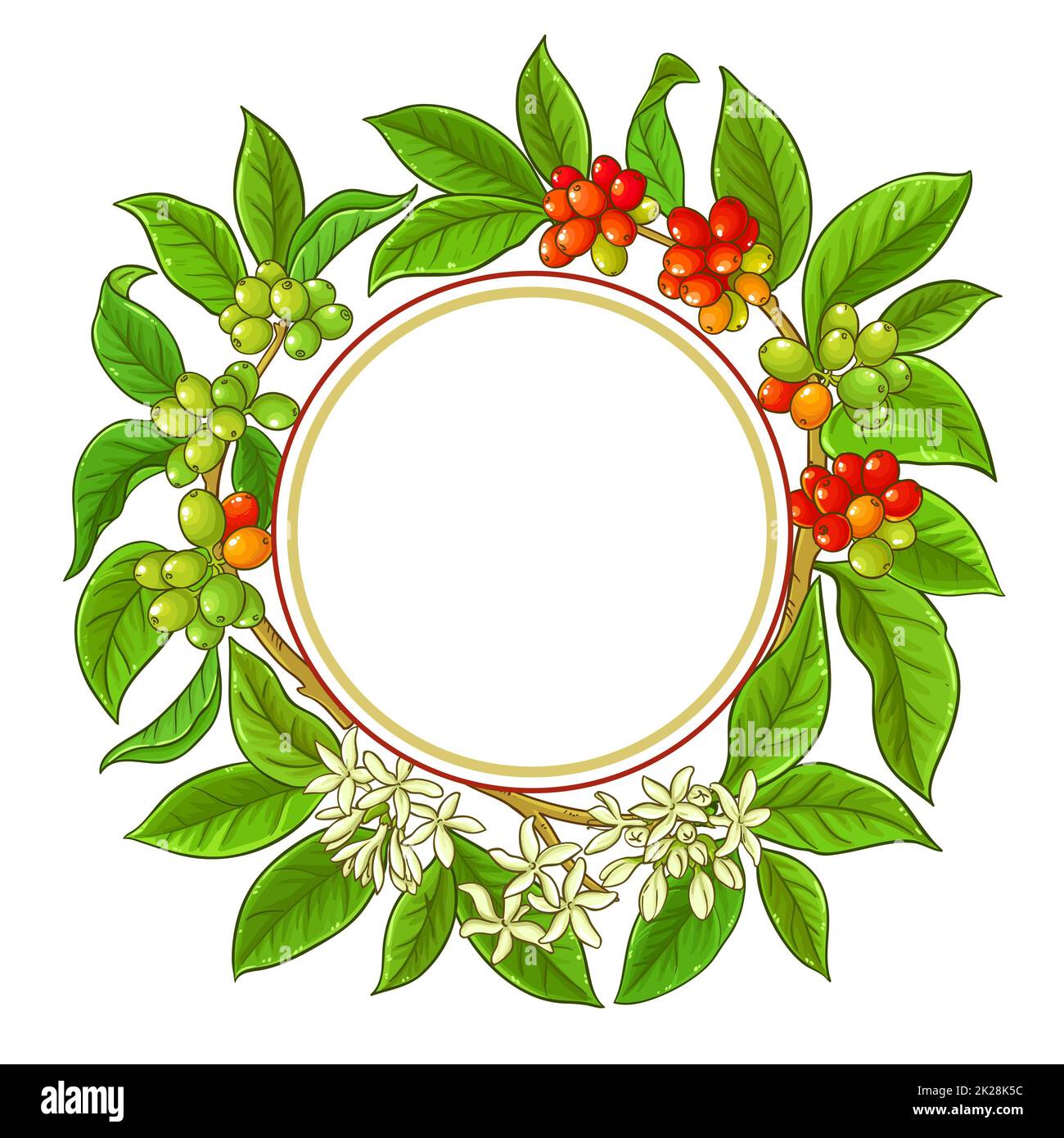 coffee branches vector frame on white background Stock Photo - Alamy