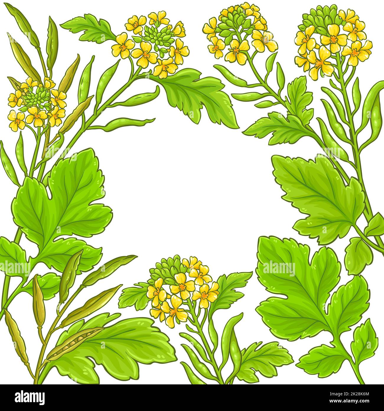 mustard plant vector frame on white background Stock Photo Alamy