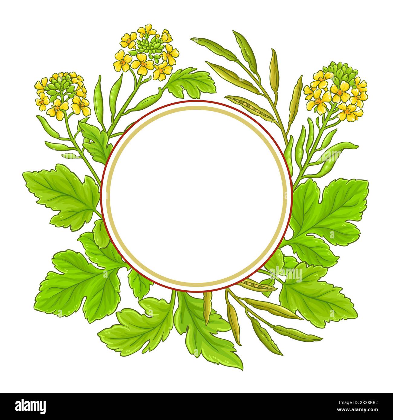 mustard plant vector frame on white background Stock Photo Alamy