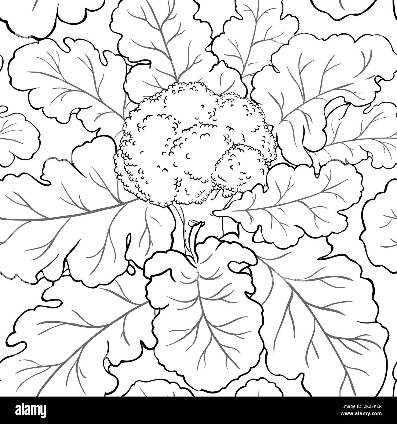 broccoli plant vector pattern on white background Stock Photo Alamy