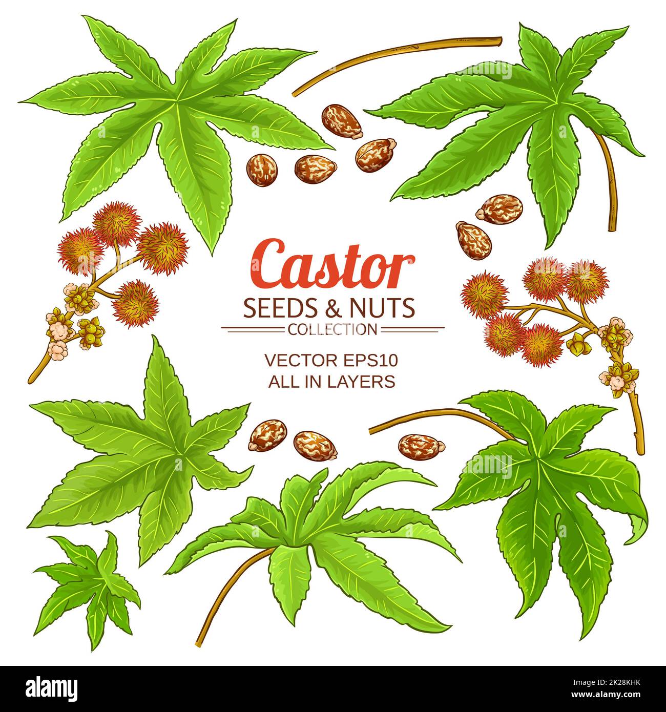 castor plant elements set on white background Stock Photo Alamy